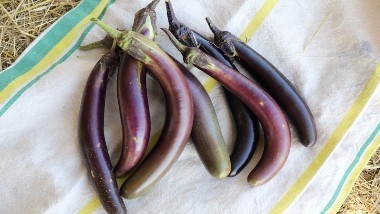 Aubergines