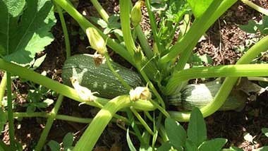 Courgettes