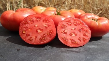 Tomates Rouges - Roses