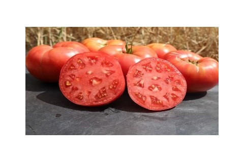 Des semences de tomates de couleur rouges et roses