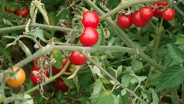 Tomates Cerises