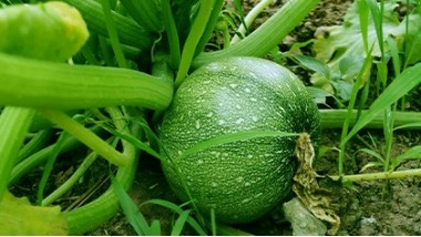 Légumes fruits