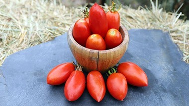 Tomates Précoces ou de moyenne altitude