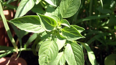 Aromatique et Herbes