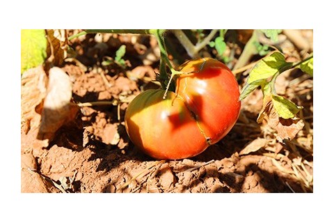 Tomates résistantes à la sécheresses , graines reproductibles