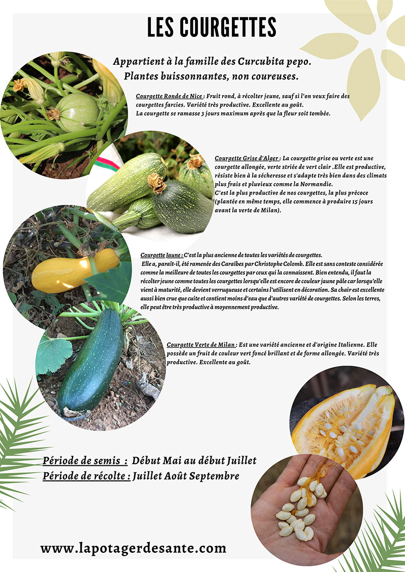 Courgettes article du mois