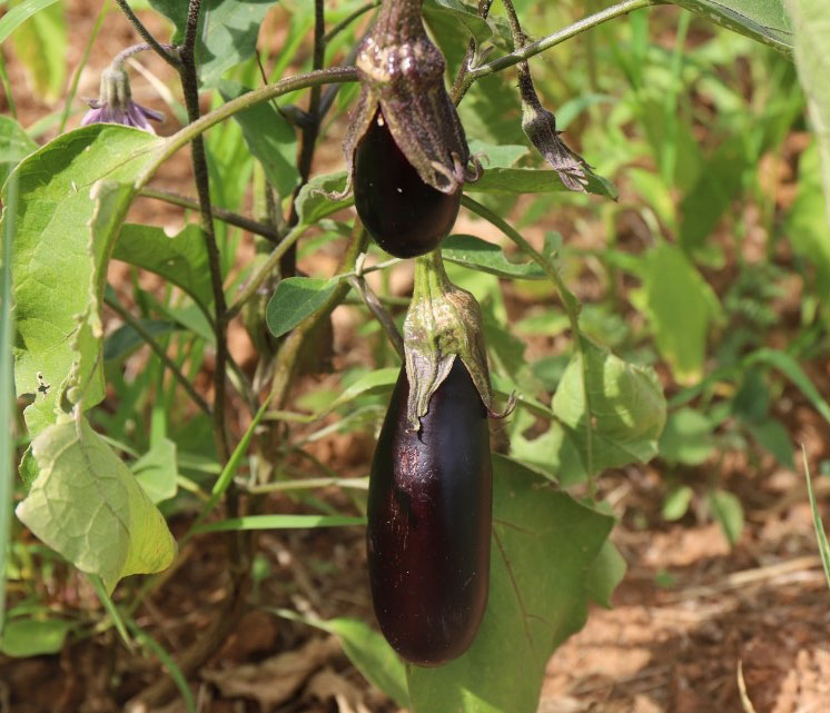 Aubergines